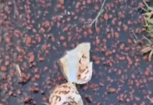 CAF Champions League / ASC Kara 1 – RSB Berkane 1/ LES MAROCAINS ACCUSENT LES TOGOLAIS DE PRATIQUES FETICHISTES