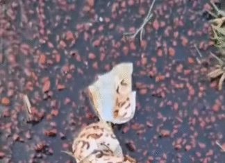 CAF Champions League / ASC Kara 1 – RSB Berkane 1/ LES MAROCAINS ACCUSENT LES TOGOLAIS DE PRATIQUES FETICHISTES